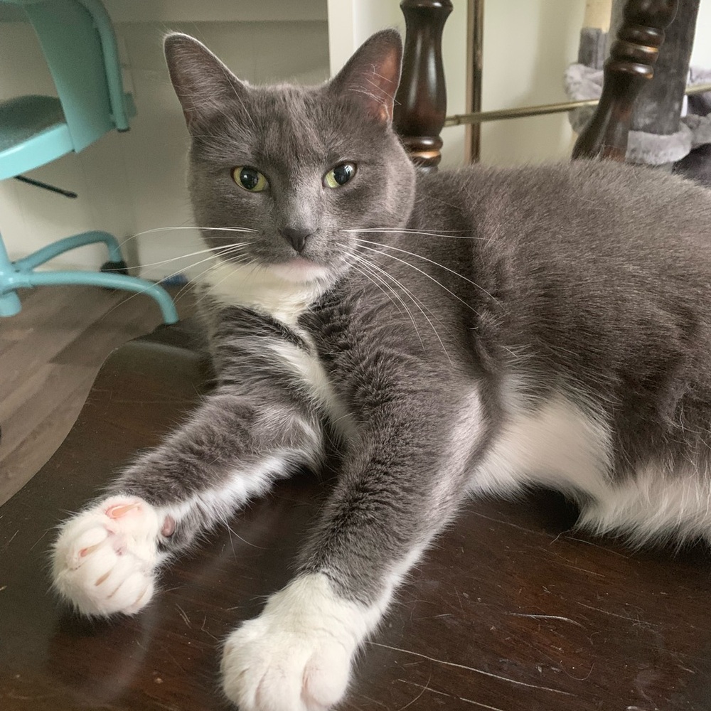 Meet your Posher, Misty